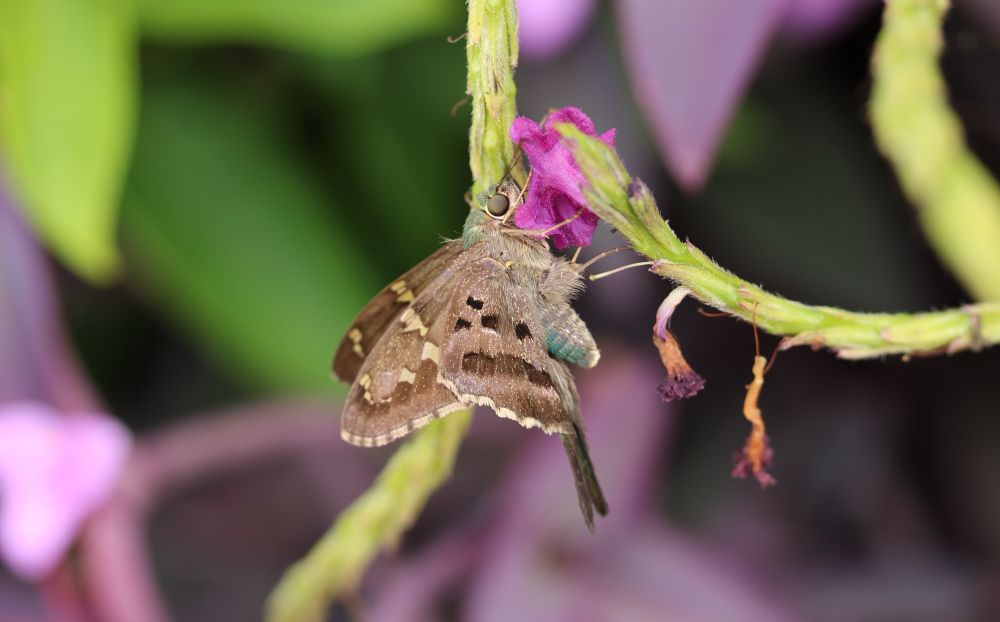 long tailed skipper 