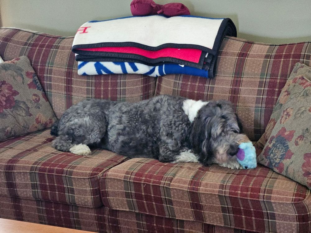 A black and white sheepdog poodle mix lies on a couch chewing a blue monster stuffed toy