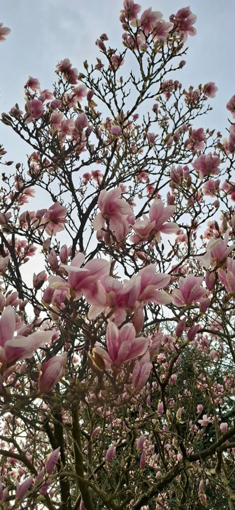 Detail of the magnolia in bloom 
