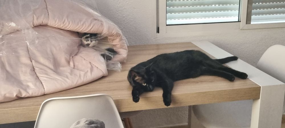 Mis dos gatas, una escondida dentro de un edredón que está enrollado y metido en una bolsa de plástico y la otra tumbada cuan larga es sobre la mesa.