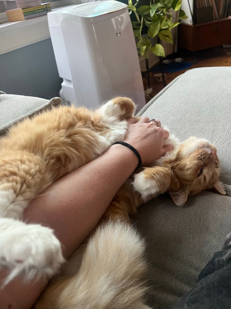 An orange and white cat rolled on his back, with my arm petting his chest. His face is partially visible but fully blissed out