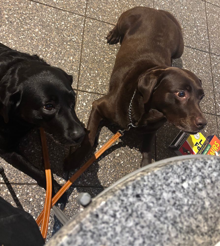 Two Labradors what patiently and fruitlessly for their doggy afternoon tea to be delivered, while the human version occurring on a tabletop just in their eyesight carries on apace. 