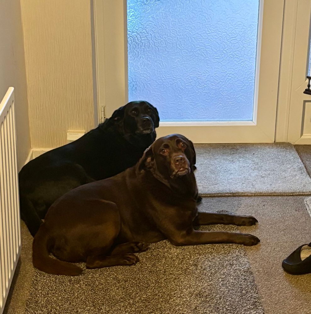 Having had the best night of the year last night, two baleful Labradors lie by a front door desperate for more trick or treaters to arrive, despite it being 1st November. 