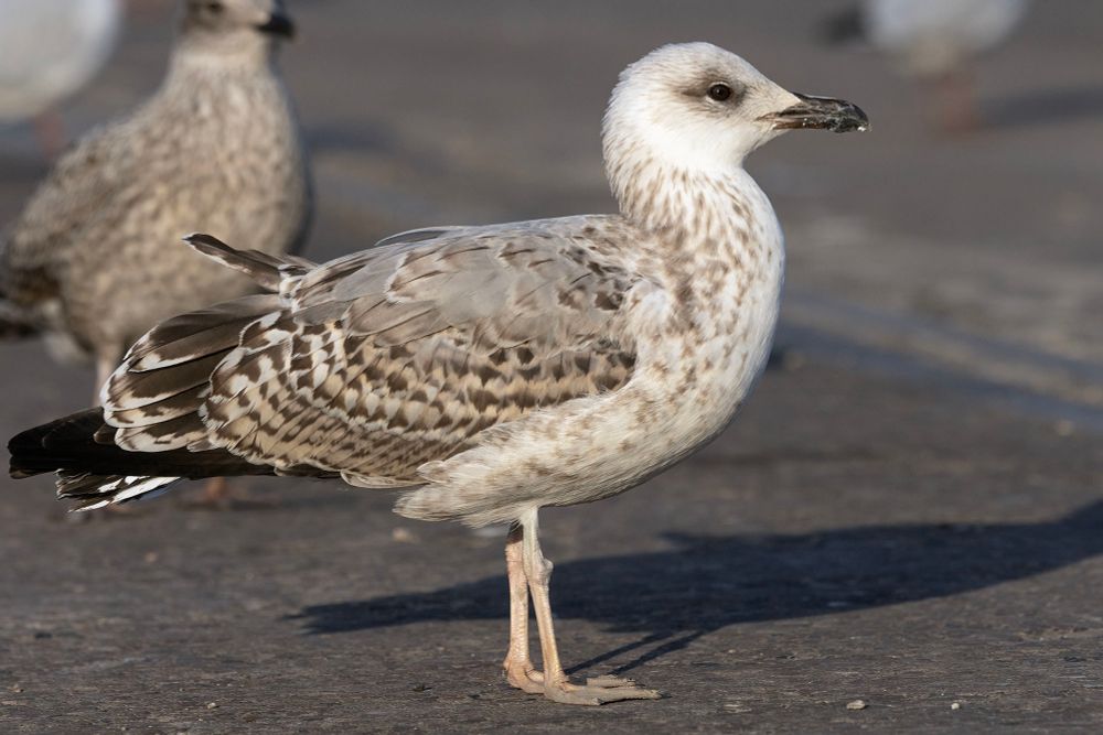 2CY Yellow-legged Gull 
