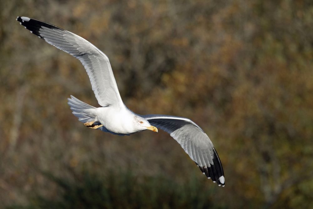 Adult Yellow-legged Gull. Fine head streaking typical for the species.