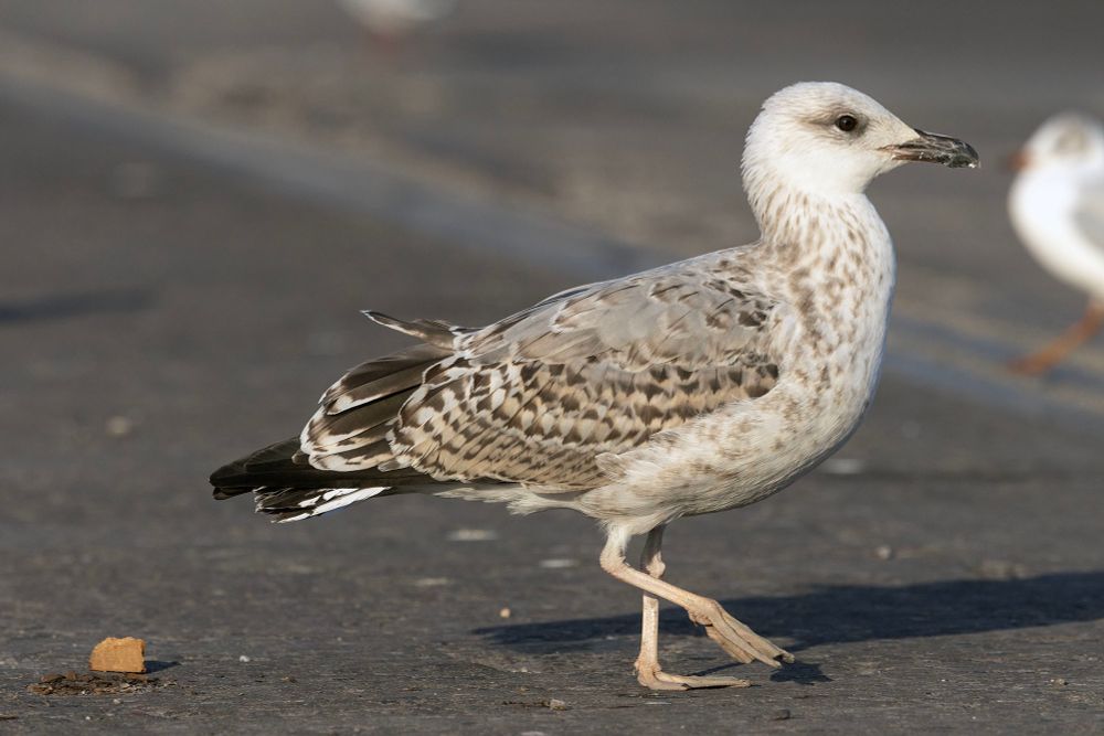 2CY Yellow-legged Gull 