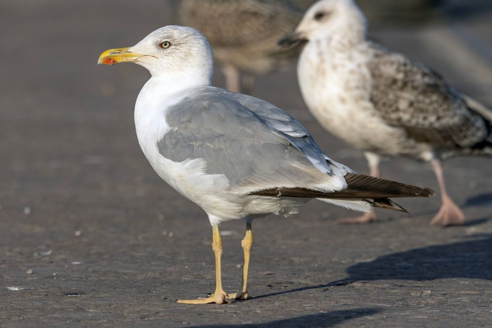 4CY Yellow-legged Gull 