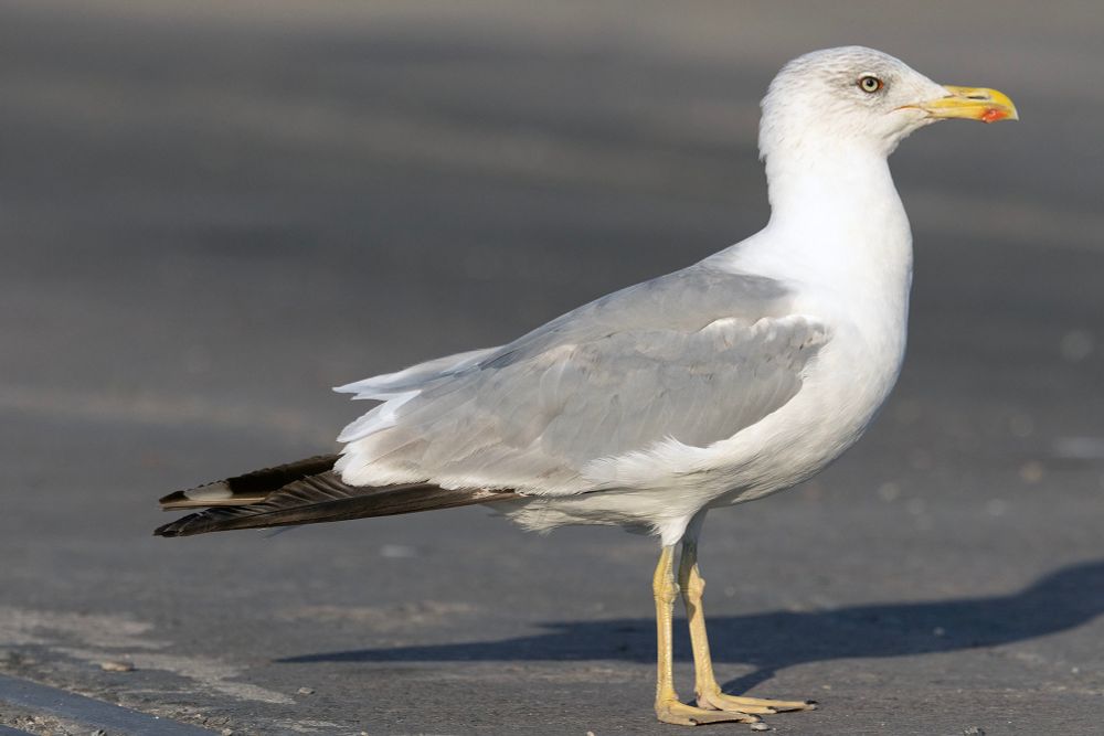 4CY Yellow-legged Gull 