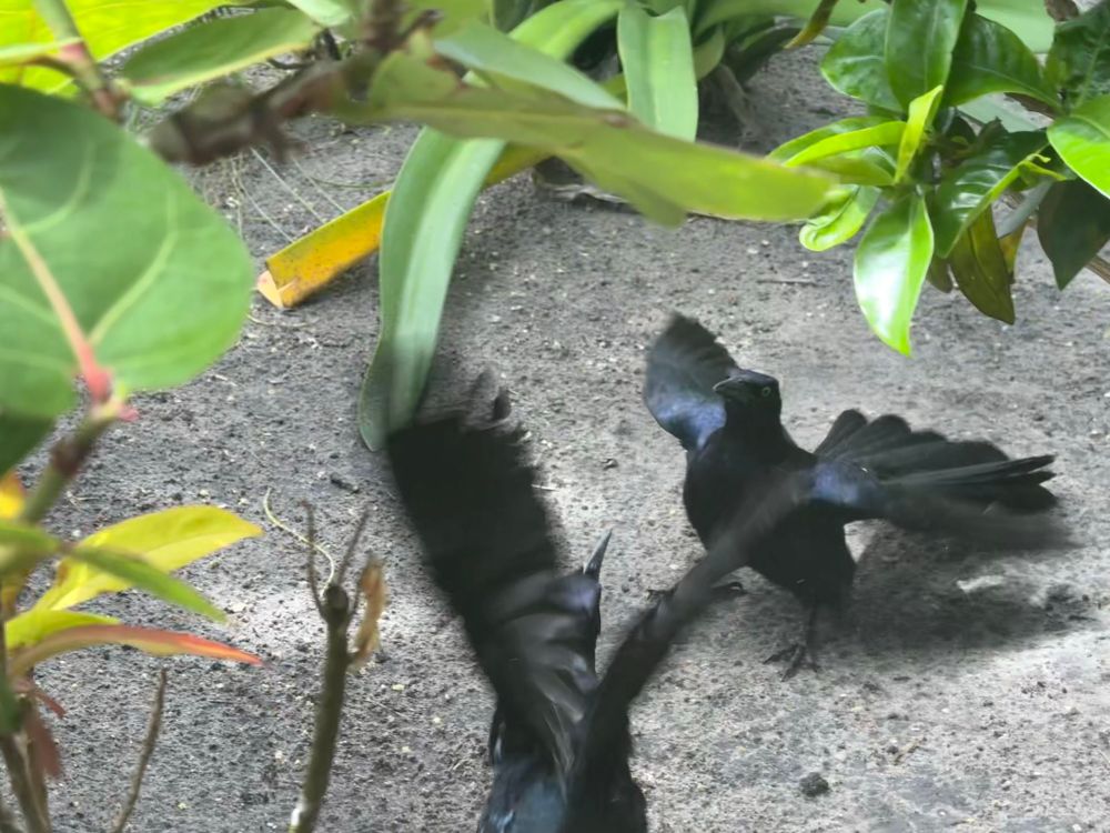 Two black birds glaring at each other and displaying their wings under some shrubbery
