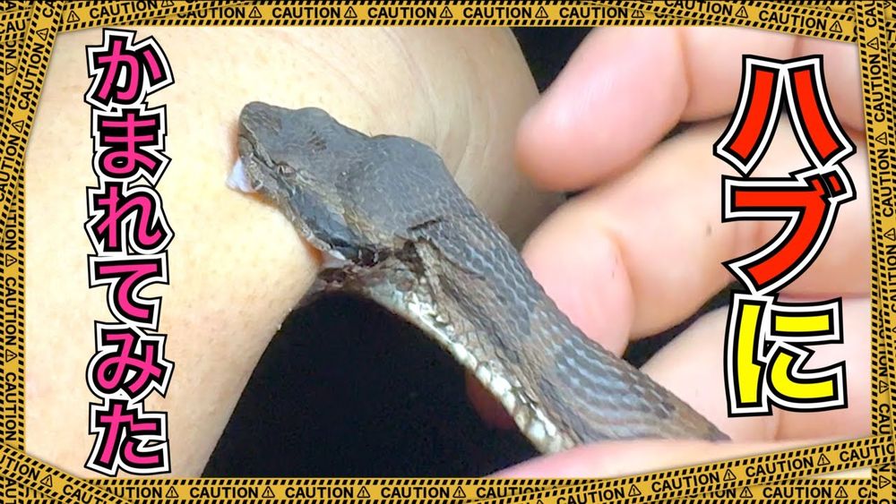 ハブにかまれてみた
