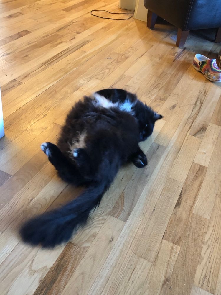 A long haired tuxedo cat rolls on the floor, the photo has a lot of motion blur and to be honest he just looks weird.