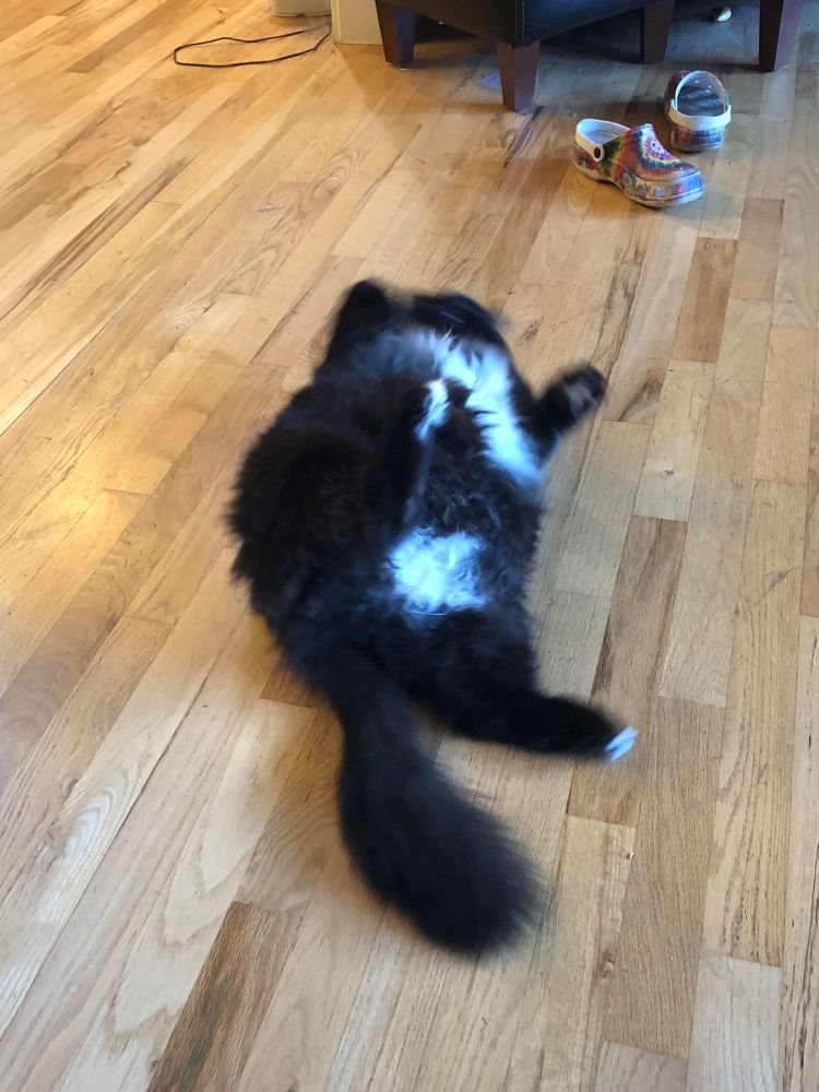 A long haired tuxedo cat mid roll so you can see his white belly fluff.