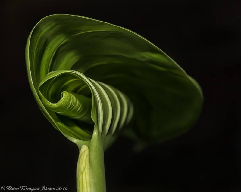 Photo of a Jack-in-the-Pulpit unfurling.  Left side is in full light, and the right side in shadow.  One leaf it folded over at the top, and beneath, another is partially unfurled.