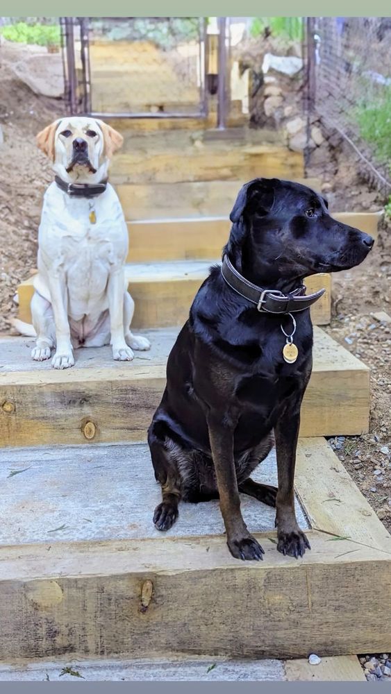 Picture of a yellow lab and a black lab mix hanging out on some stairs outside