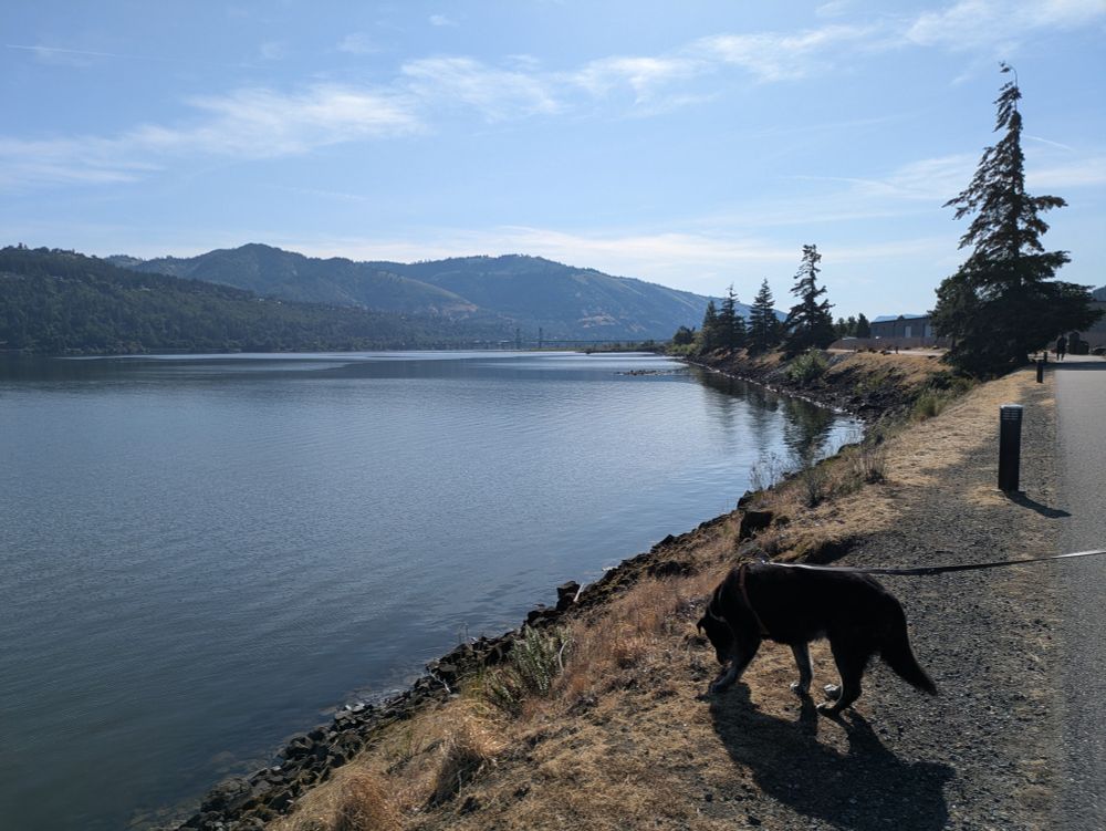 Morning walk through the Columbia River Gorge on a lovely spring day. A black dog is sniffing the ground, the broad river is placid. There are distant hills on the other side, and wispy clouds in the blue sky.