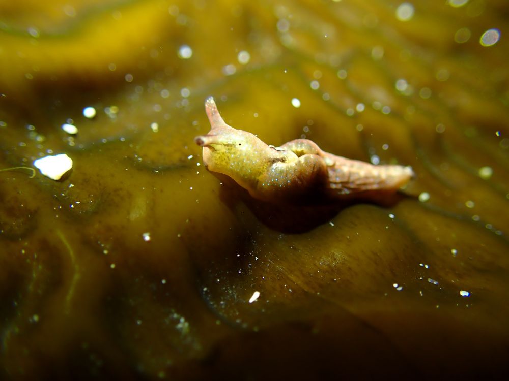 Elysia viridis, a nudibranch like sea slug (or perhaps more accurately a sea snail?) from a Rockpool in Shetland, UK.