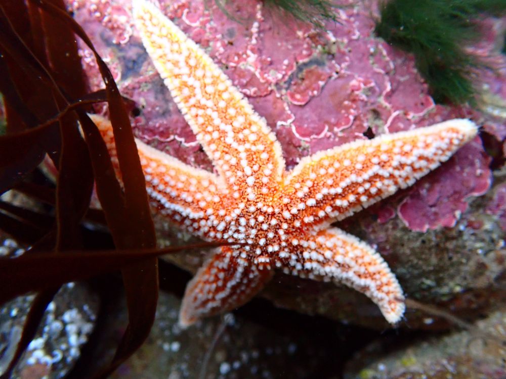 Common Starfish