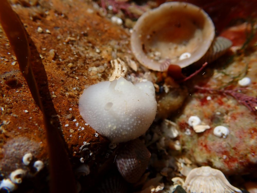White Sea Slug