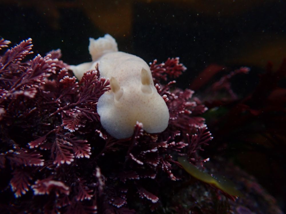 Cadlina laevis - a Nudibranch found in Shetland.