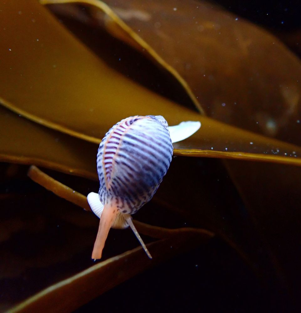 European Cowrie