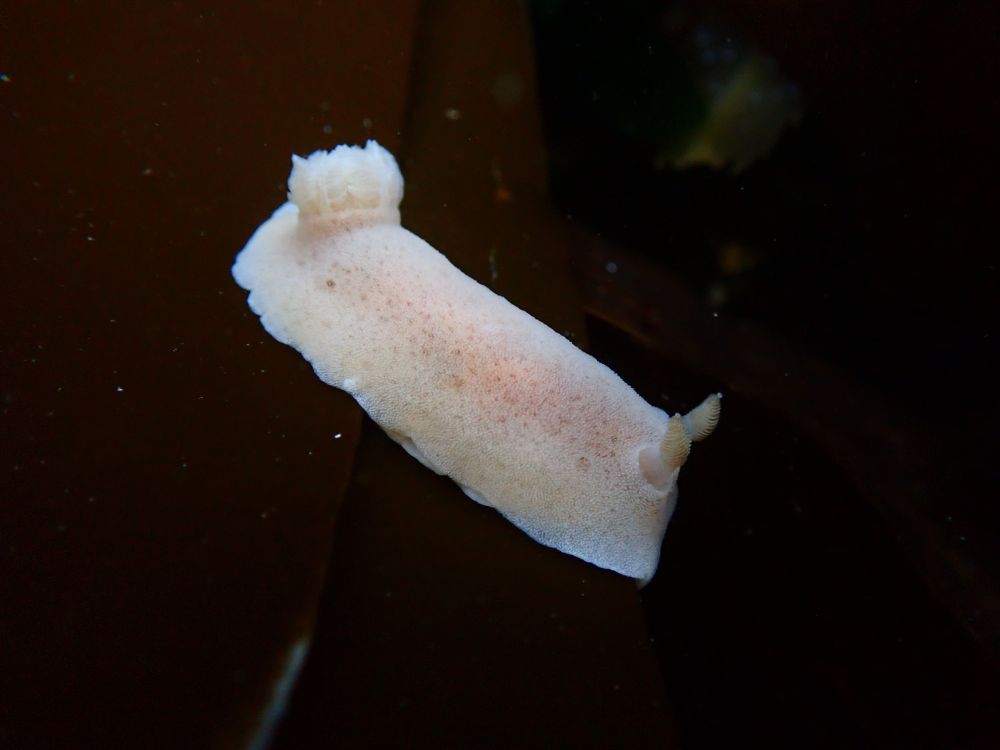 A nudibranch free floating just off a piece of kelp, ID to be confirmed. 