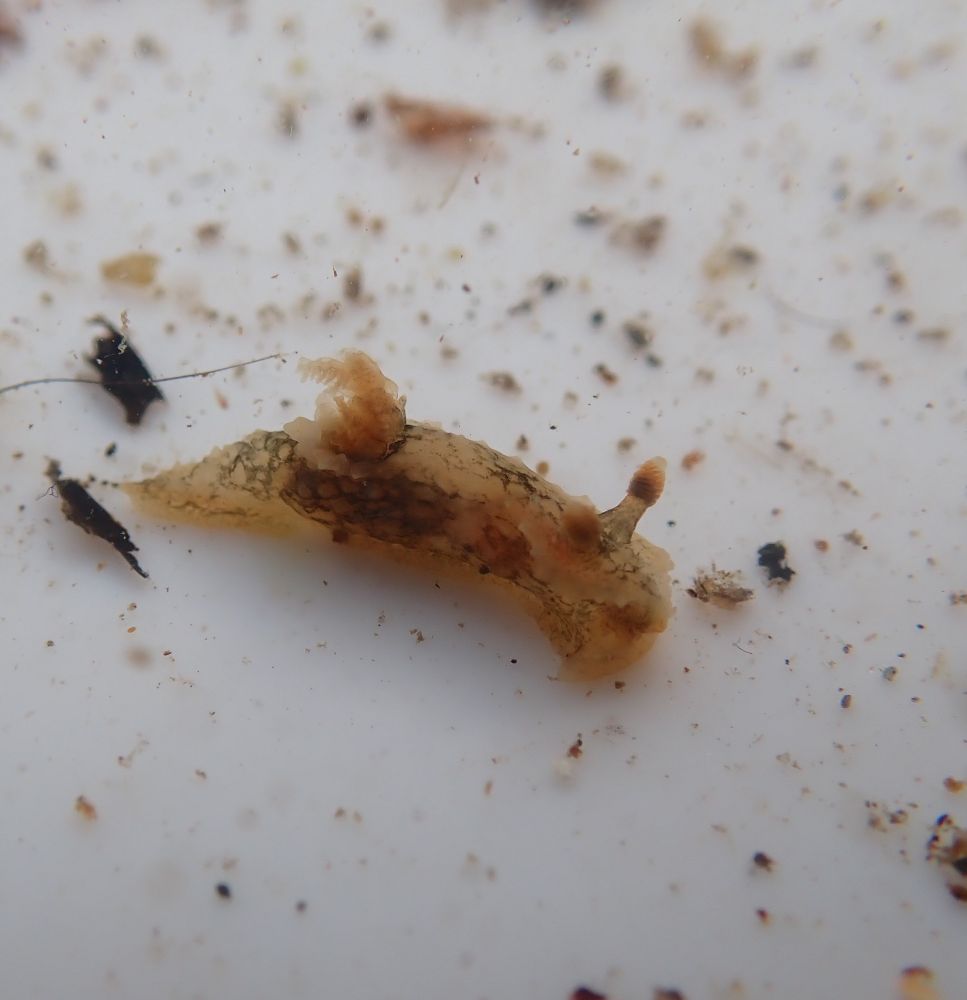 Palio nothus, a Nudibranch found in Shetland