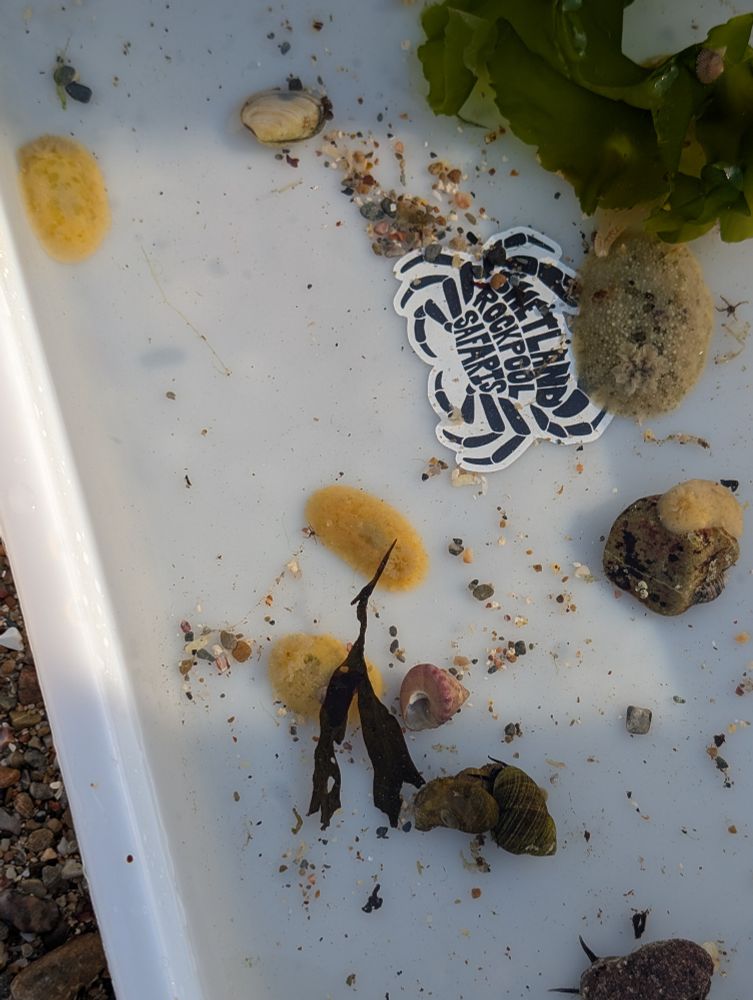 Sea Lemon selection