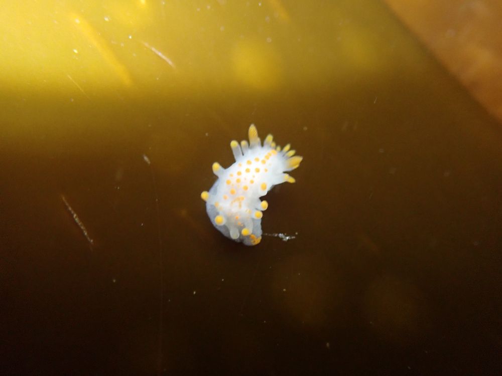 Orange-clubbed Seaslug