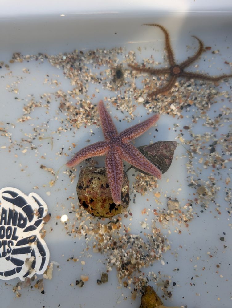 Common and Brittle Sea Stars