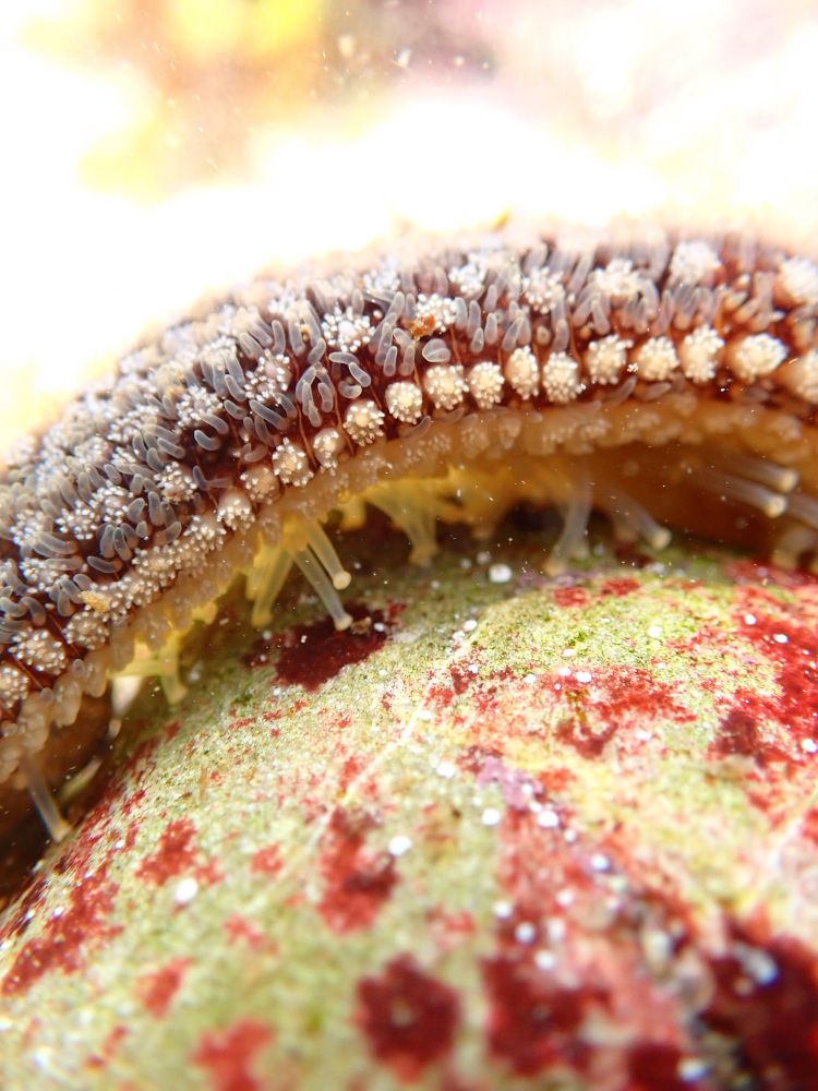 Common Starfish