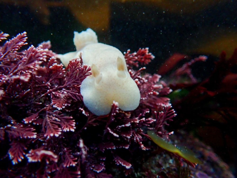 A nudibranch on Corallina officinalis, ID to be confirmed. 