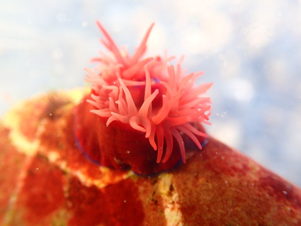 Beadlet Anemone