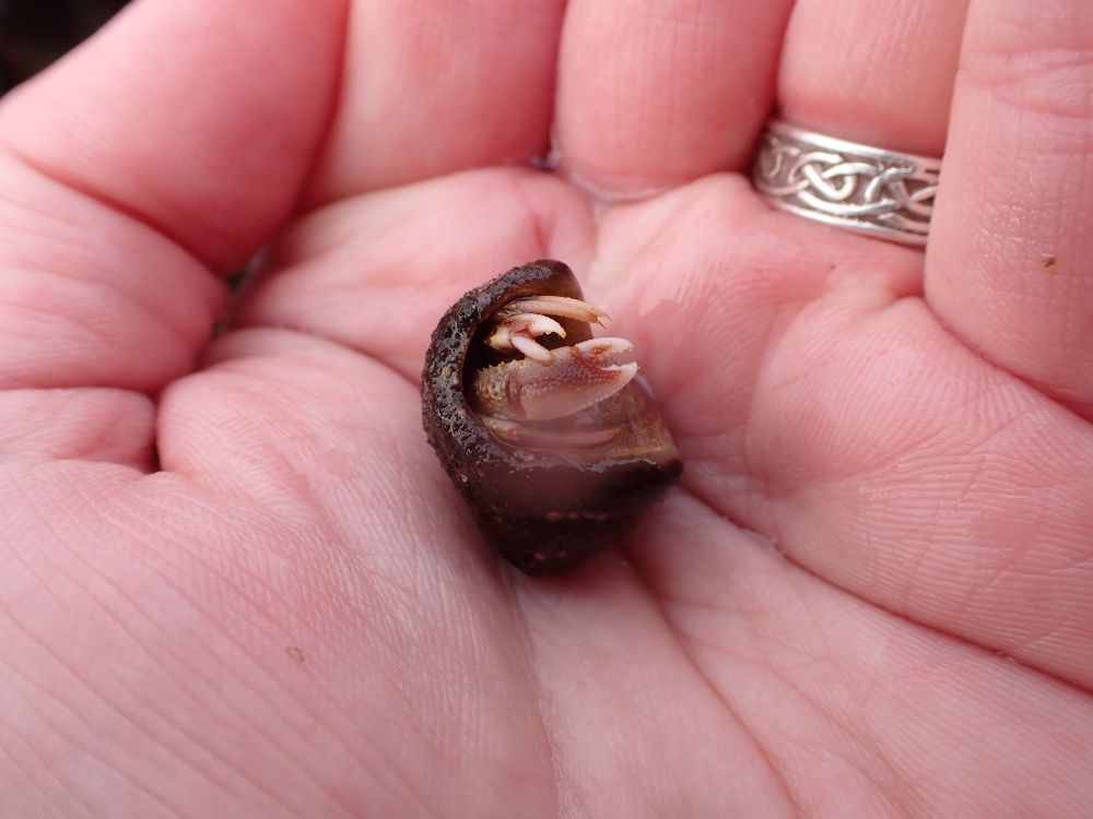 Hermit crab in the hand