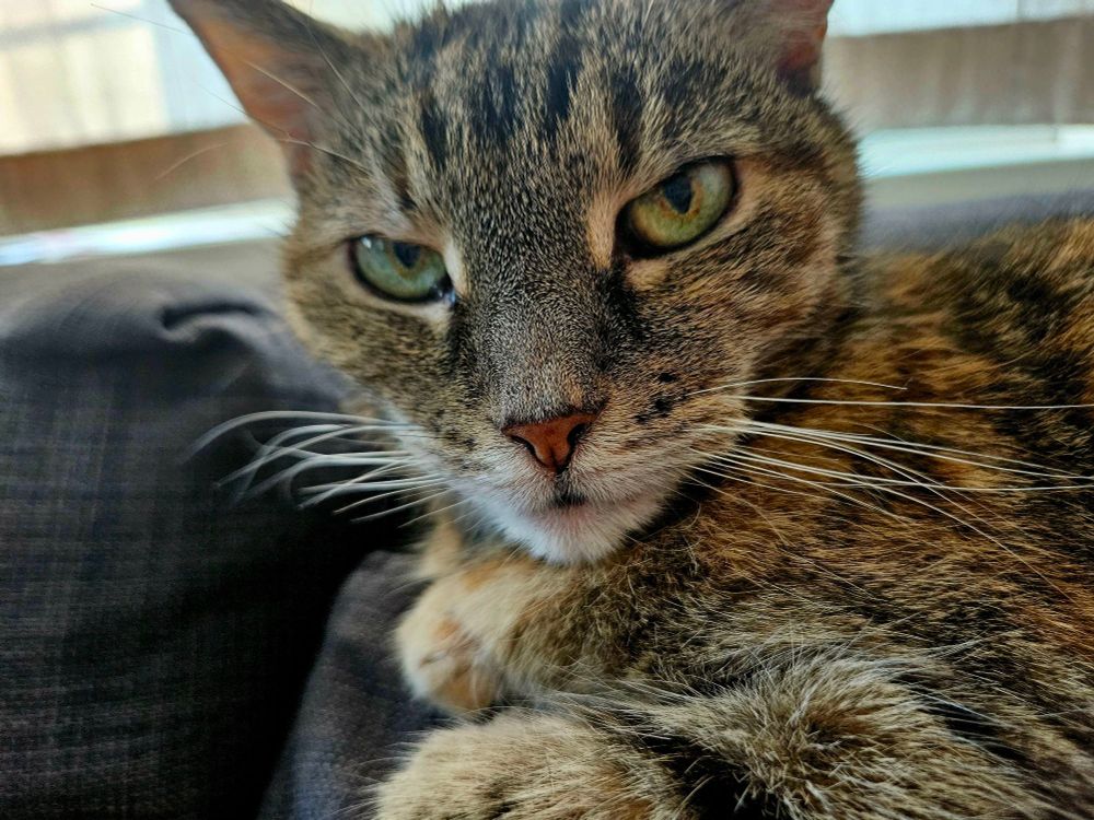 Eine grau getiegerte Katze auf einem Kissen.