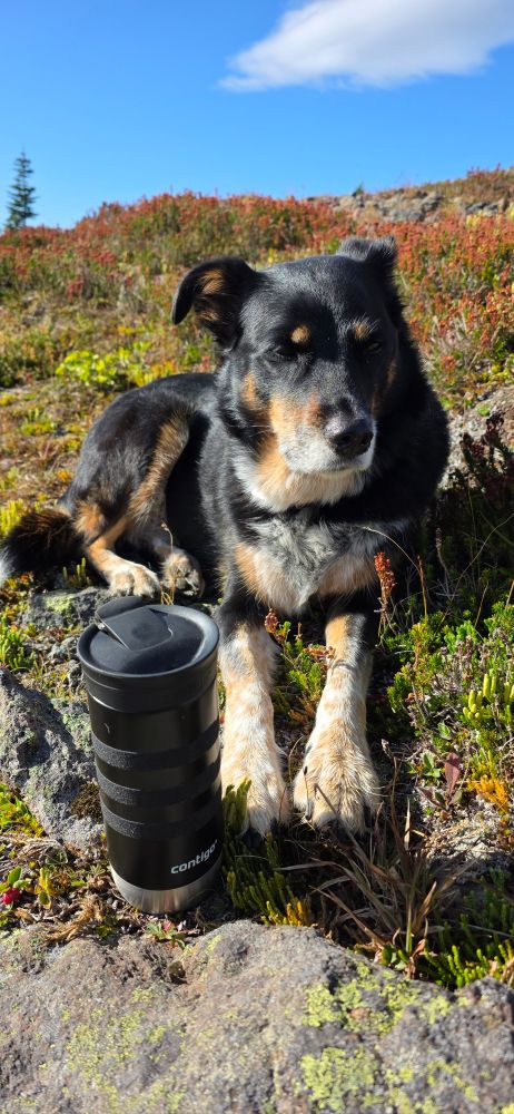 A happy dog lying in the alpine heather on a bluebird day.