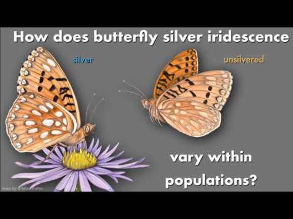 The genetic basis of silver polymorphism in Speyeria mormonia butterflies