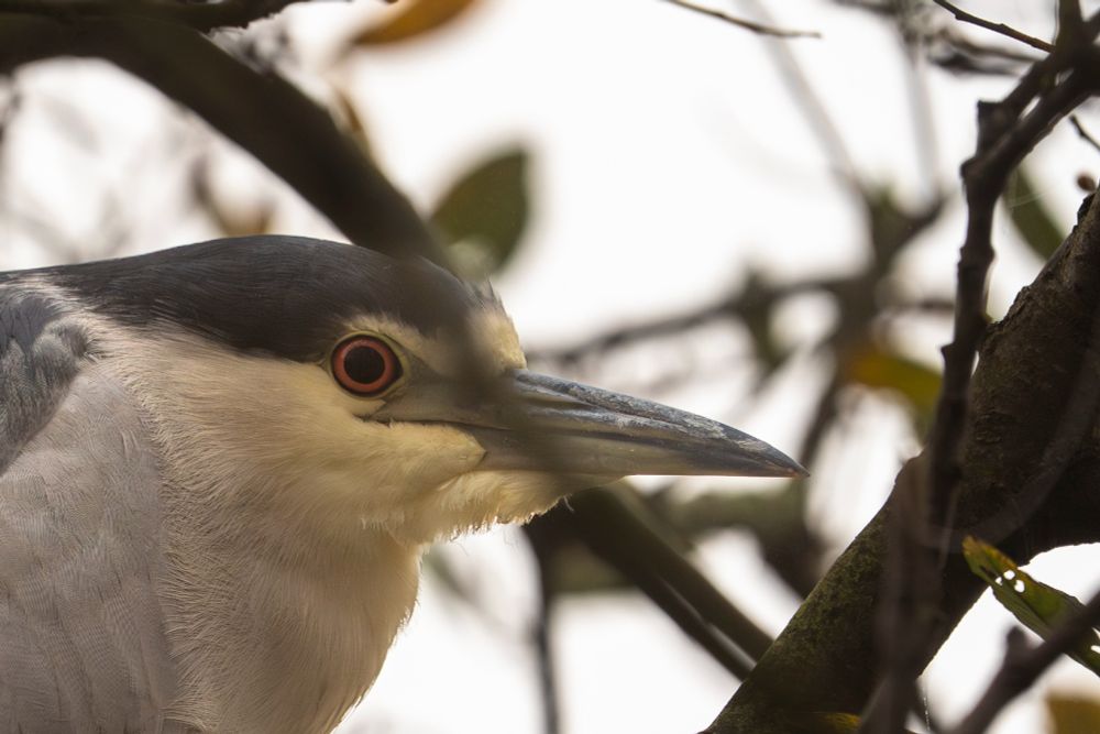 Closeup of a night heron's face, facing left.