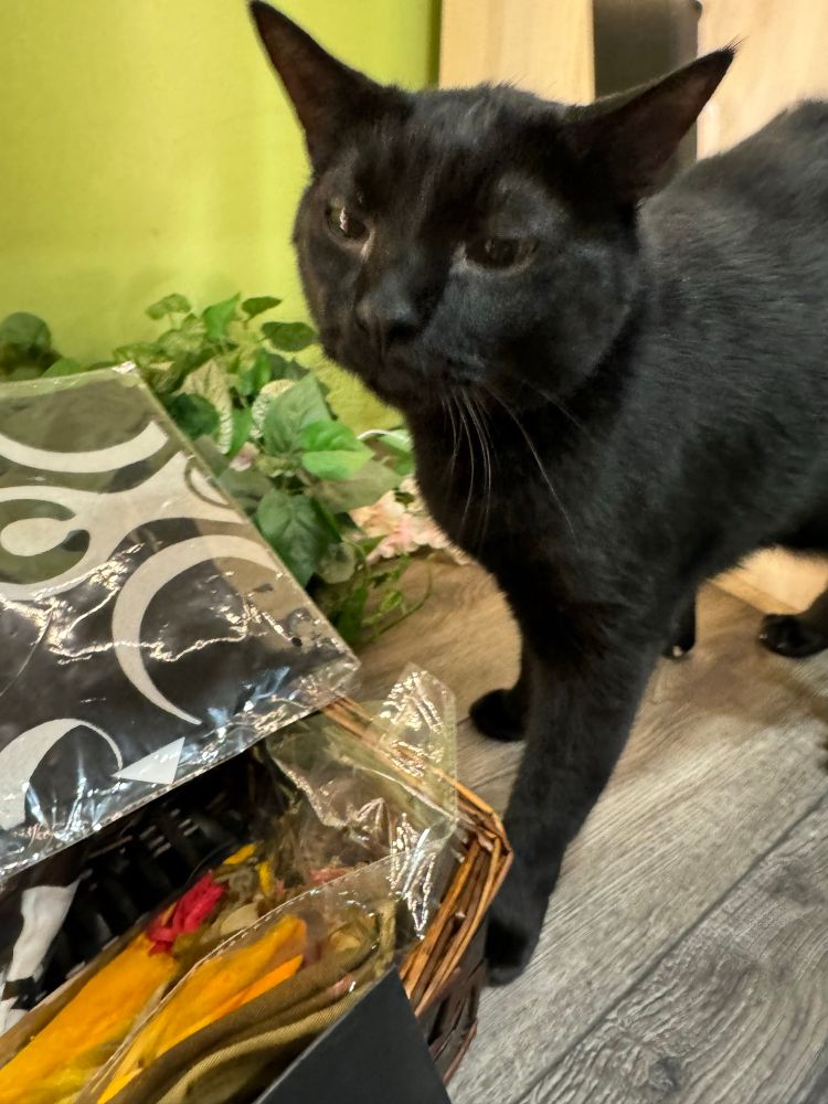 A black bodega cat standing upright. 