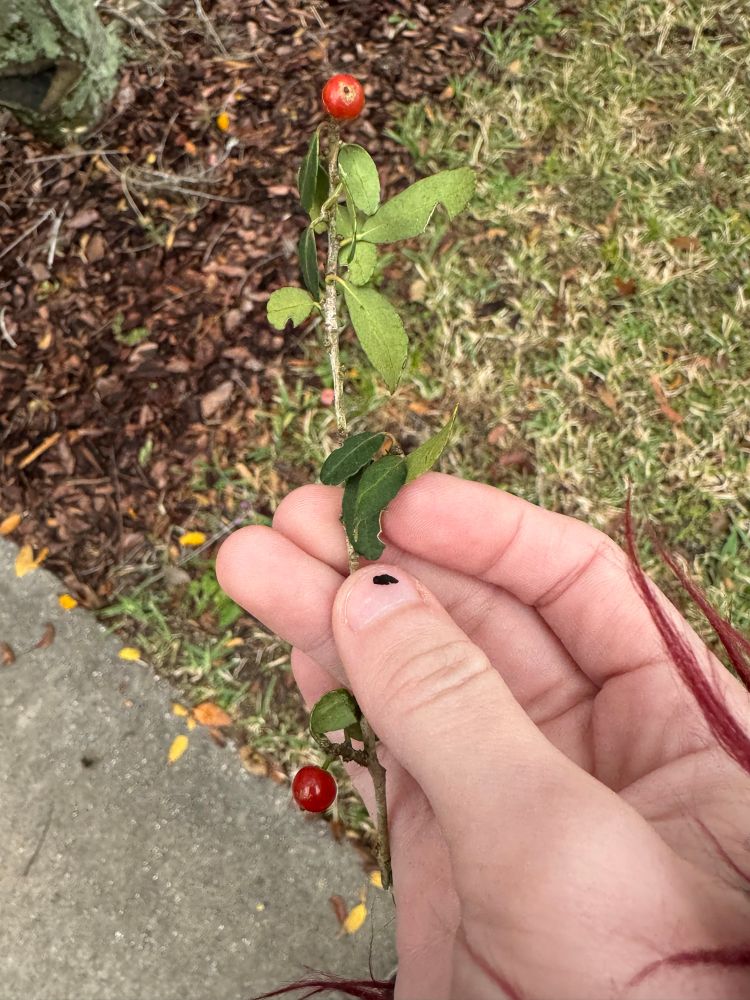 A photo of a man's hand holding a Yaupon holly branch. 