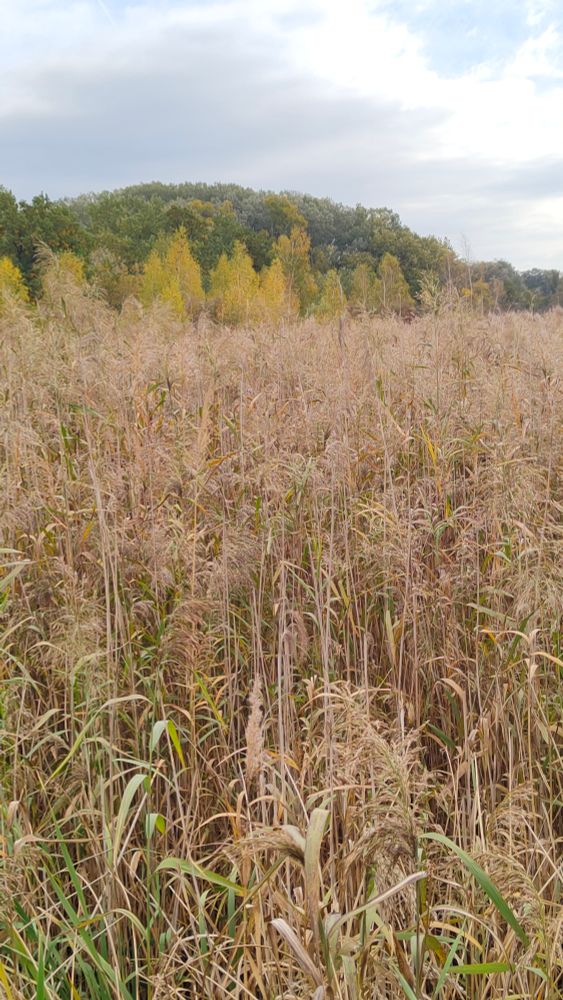 Schilf und Bäume in der Lobau. 