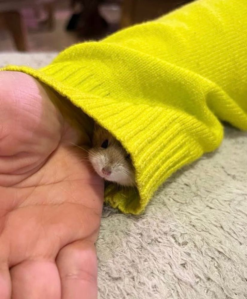 Kuvassa on käsi pörröisen rahin päällä, hamsterinpoikanen kurkistaa neulepuseron hihasta.