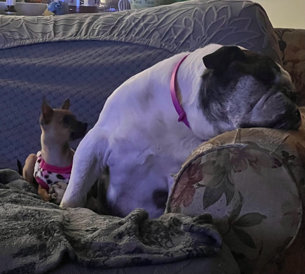 A small brown chihuahua in a sweater peers up at an sleepy, elder brindle and white english bulldog curiously. 