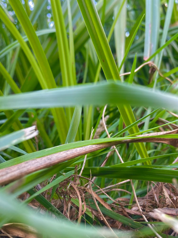 A photo of the view from the forest floor looking at grass overlapping a twig.