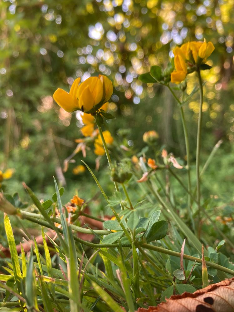 A photo of the view from the forest floor looking up at yellow flowers.