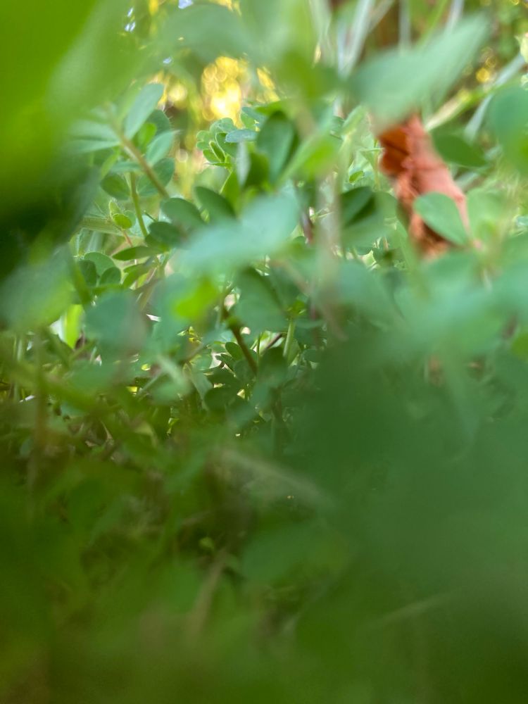 A photo of the view from the forest floor looking up at clovers, some so close up that the photo is mostly blurry up close.