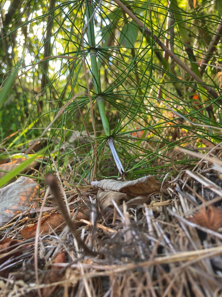 A photo of the view from the forest floor looking up at a horsetail plant with leaf litter and dry pine needles at the bottom.