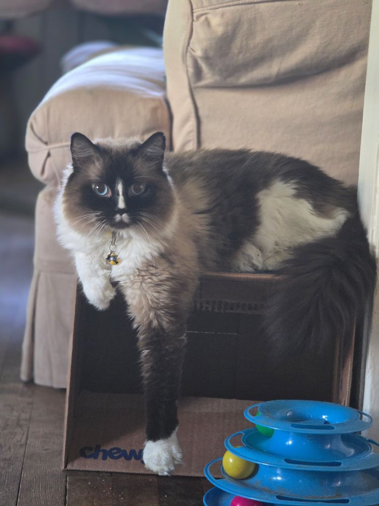Walter, the brown and white blue eyed long haired cat with a small white mustache, sitting on a box relaxing on Caturday with one arm outstretched towards the floor.