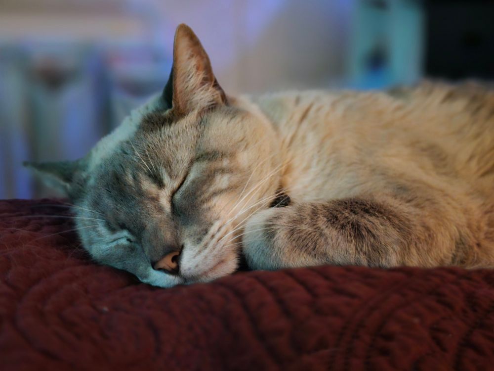 Shiro, the siamese cat, sleeping on a blanket.