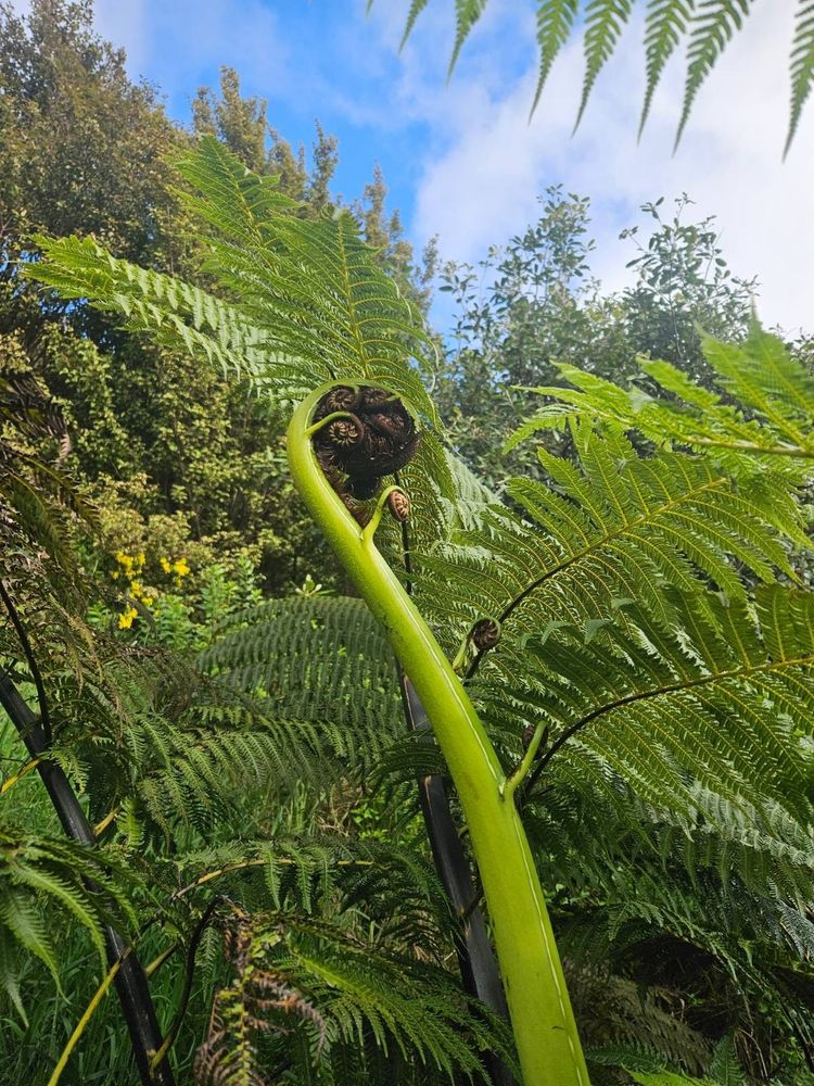 close-up photo of vibrant green mamaku with koru and leaves - amongst native bush.