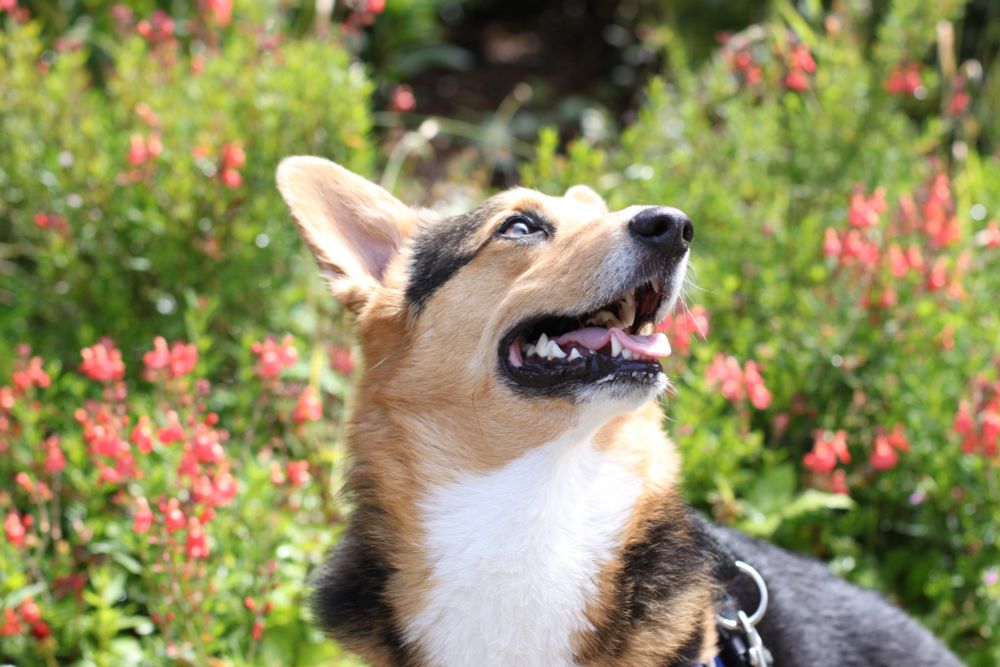 Photo of Casablanca, a male tri-color Pembroke Welsh Corgi, with green bushes and pink flowers in the background.